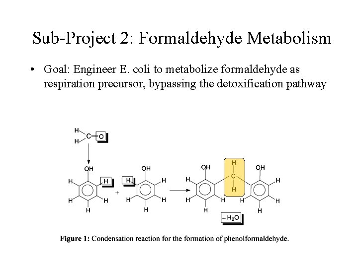 Sub-Project 2: Formaldehyde Metabolism • Goal: Engineer E. coli to metabolize formaldehyde as respiration