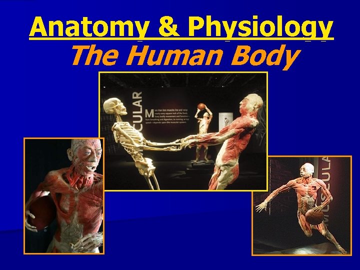 Anatomy & Physiology The Human Body 