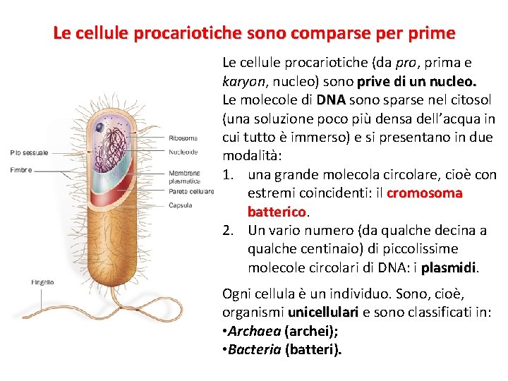 Le cellule procariotiche sono comparse per prime Le cellule procariotiche (da pro, prima e