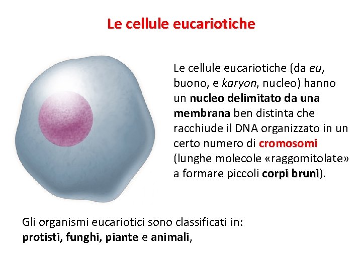 Le cellule eucariotiche (da eu, buono, e karyon, nucleo) hanno un nucleo delimitato da