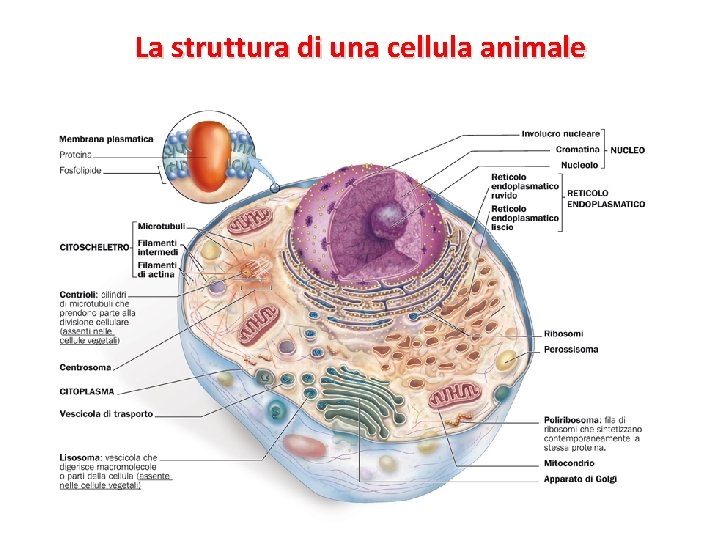 La struttura di una cellula animale 