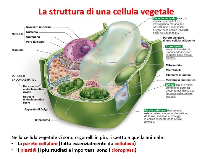 La struttura di una cellula vegetale Nella cellula vegetale vi sono organelli in più,