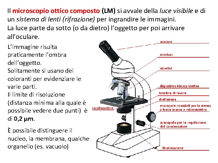 Il microscopio ottico composto (LM) si avvale della luce visibile e di un sistema