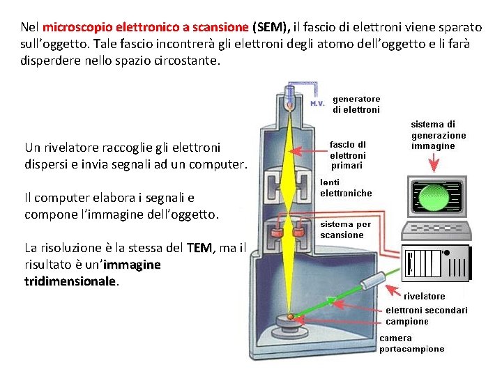 Nel microscopio elettronico a scansione (SEM), SEM il fascio di elettroni viene sparato sull’oggetto.