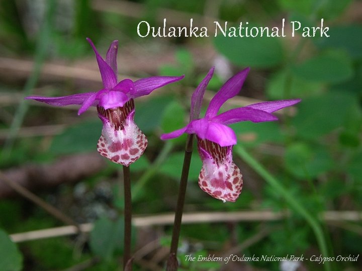 Oulanka National Park The Emblem of Oulanka National Park - Calypso Orchid 