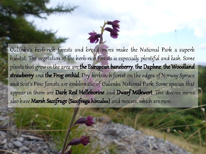 Oulanka's herb-rich forests and broad mires make the National Park a superb habitat. The