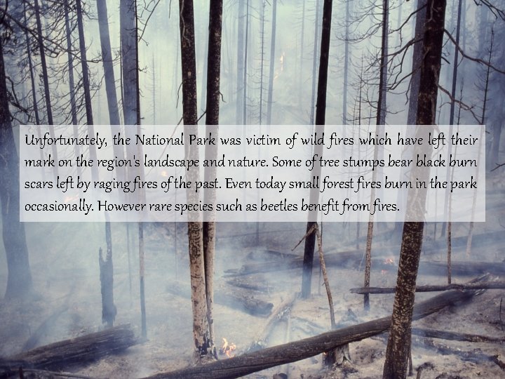 Unfortunately, the National Park was victim of wild fires which have left their mark