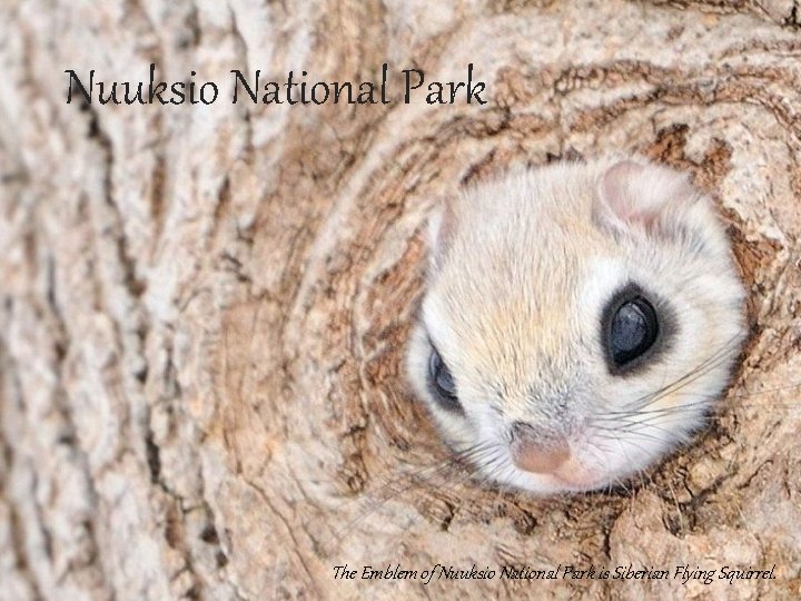 Nuuksio National Park The Emblem of Nuuksio National Park is Siberian Flying Squirrel. 