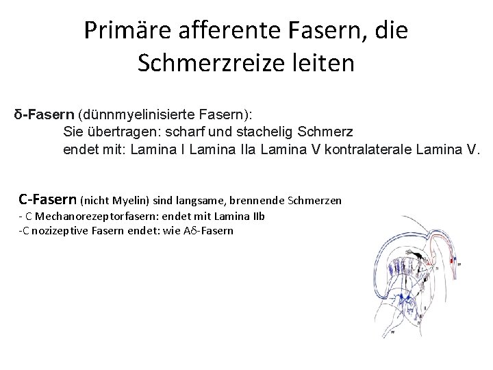 Primäre afferente Fasern, die Schmerzreize leiten δ-Fasern (dünnmyelinisierte Fasern): Sie übertragen: scharf und stachelig