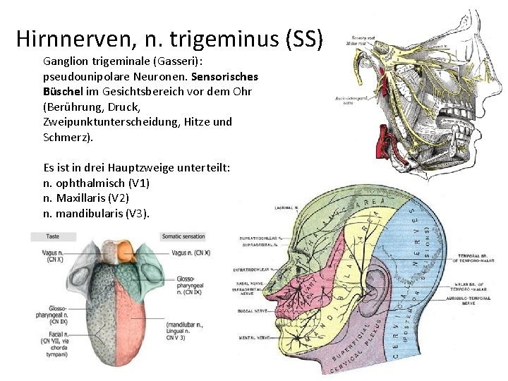 Hirnnerven, n. trigeminus (SS) Ganglion trigeminale (Gasseri): pseudounipolare Neuronen. Sensorisches Büschel im Gesichtsbereich vor