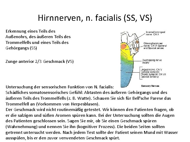 Hirnnerven, n. facialis (SS, VS) Erkennung eines Teils des Außenohrs, des äußeren Teils des