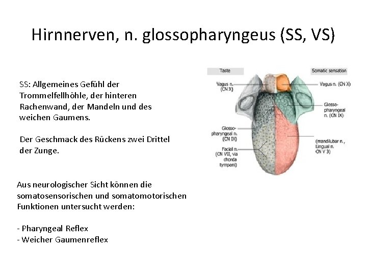 Hirnnerven, n. glossopharyngeus (SS, VS) SS: Allgemeines Gefühl der Trommelfellhöhle, der hinteren Rachenwand, der