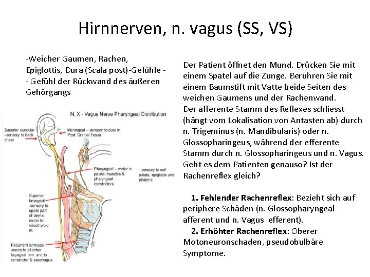 Hirnnerven, n. vagus (SS, VS) -Weicher Gaumen, Rachen, Epiglottis, Dura (Scala post)-Gefühle - Gefühl