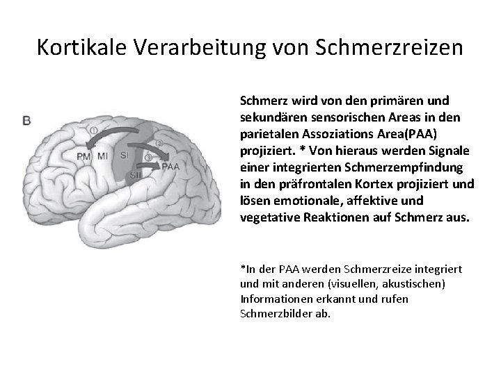 Kortikale Verarbeitung von Schmerzreizen Schmerz wird von den primären und sekundären sensorischen Areas in