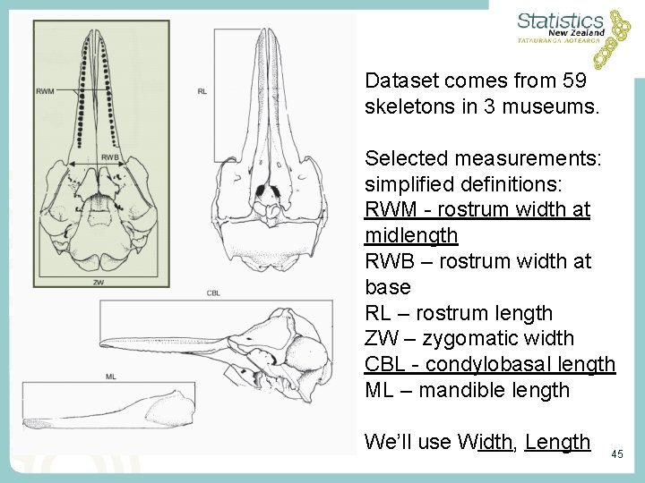 Dataset comes from 59 skeletons in 3 museums. Selected measurements: simplified definitions: RWM - Dataset comes from 59 skeletons in 3 museums. Selected measurements: simplified definitions: RWM -