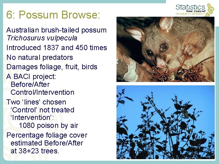 6: Possum Browse: Australian brush-tailed possum Trichosurus vulpecula Introduced 1837 and 450 times No 6: Possum Browse: Australian brush-tailed possum Trichosurus vulpecula Introduced 1837 and 450 times No