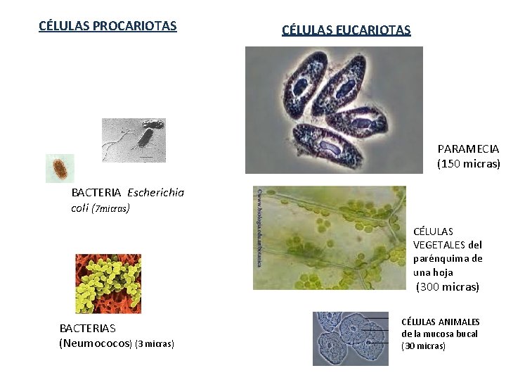 CÉLULAS PROCARIOTAS CÉLULAS EUCARIOTAS PARAMECIA (150 micras) BACTERIA Escherichia coli (7 micras) CÉLULAS VEGETALES