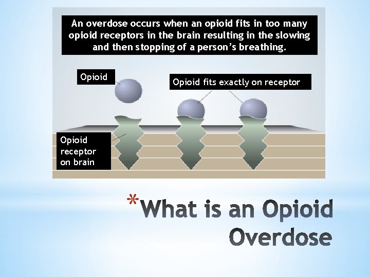 An overdose occurs when an opioid fits in too many opioid receptors in the