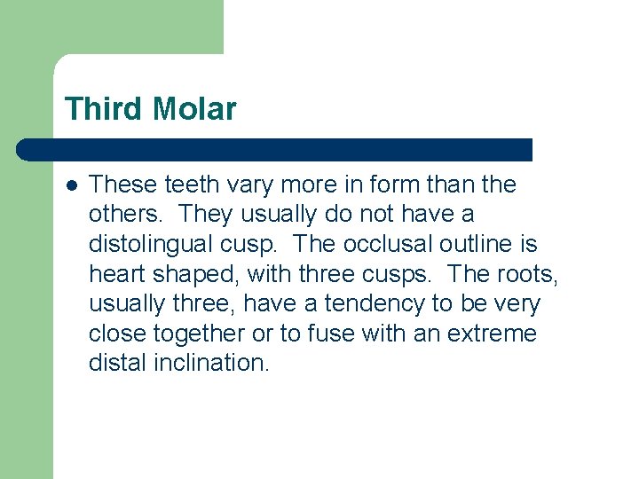 Third Molar l These teeth vary more in form than the others. They usually