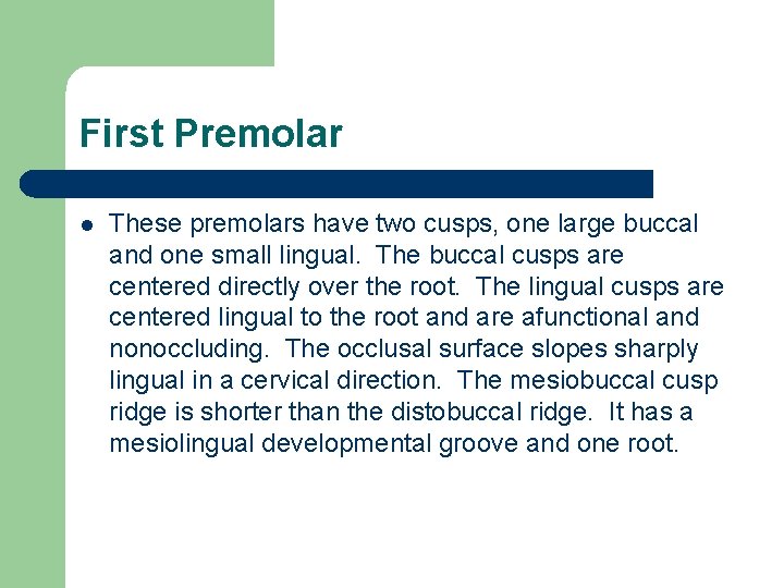 First Premolar l These premolars have two cusps, one large buccal and one small