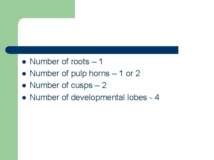 l l Number of roots – 1 Number of pulp horns – 1 or
