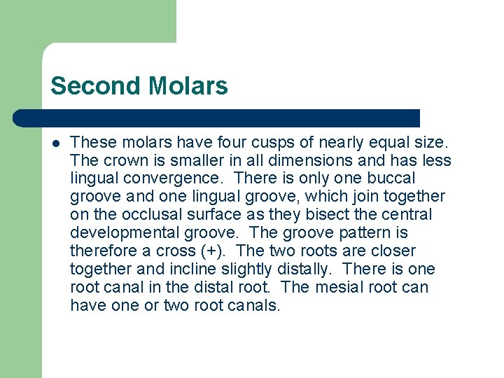 Second Molars l These molars have four cusps of nearly equal size. The crown