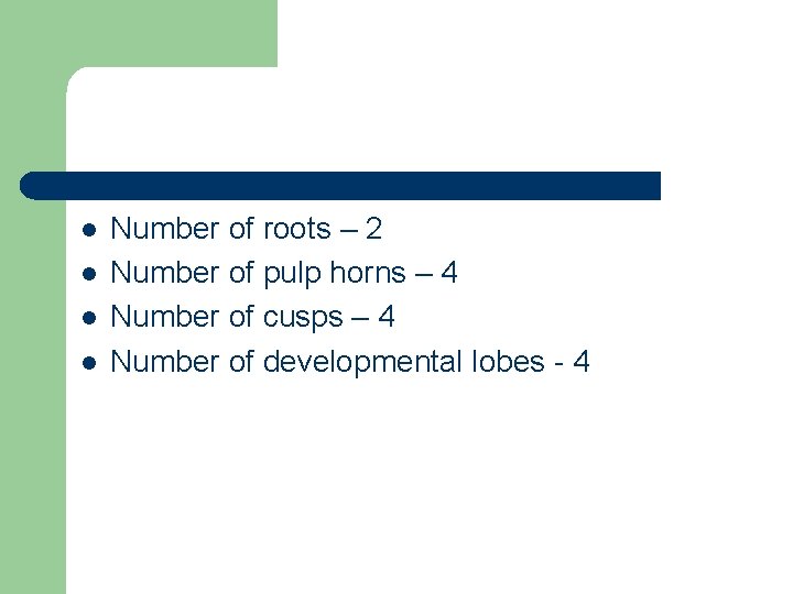 l l Number of roots – 2 Number of pulp horns – 4 Number