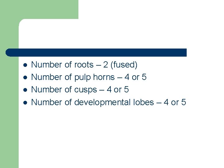 l l Number of roots – 2 (fused) Number of pulp horns – 4