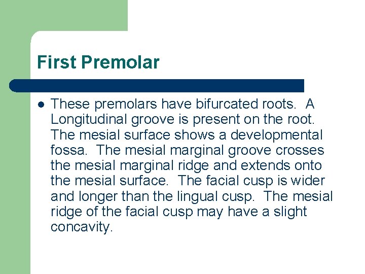 First Premolar l These premolars have bifurcated roots. A Longitudinal groove is present on