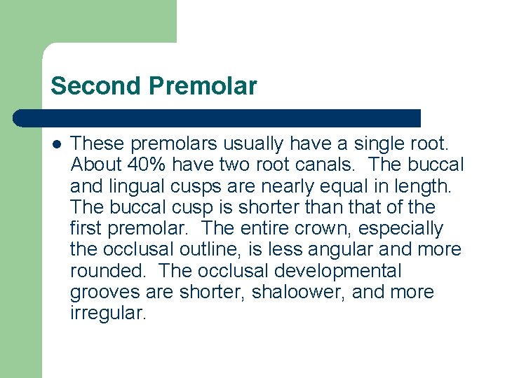 Second Premolar l These premolars usually have a single root. About 40% have two
