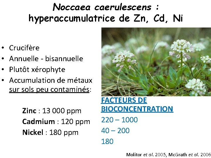 Noccaea caerulescens : hyperaccumulatrice de Zn, Cd, Ni • • Crucifère Annuelle - bisannuelle
