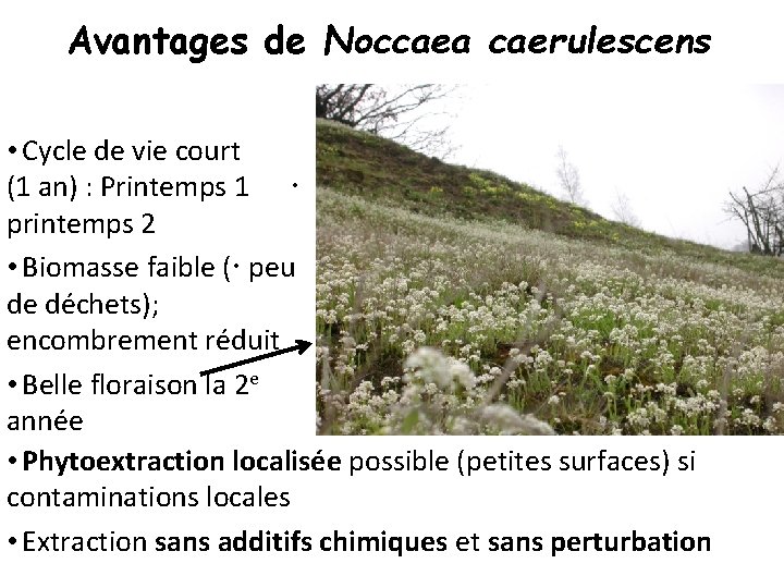 Avantages de Noccaea caerulescens • Cycle de vie court (1 an) : Printemps 1