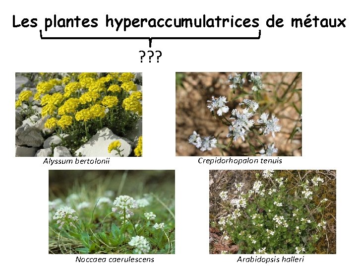 Les plantes hyperaccumulatrices de métaux ? ? ? Alyssum bertolonii Noccaea caerulescens Crepidorhopalon tenuis