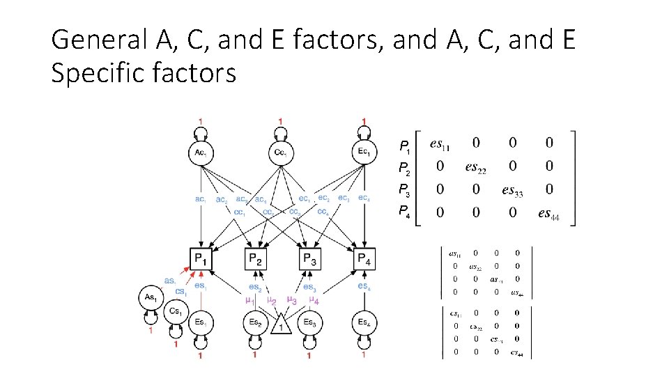 General A, C, and E factors, and A, C, and E Specific factors 