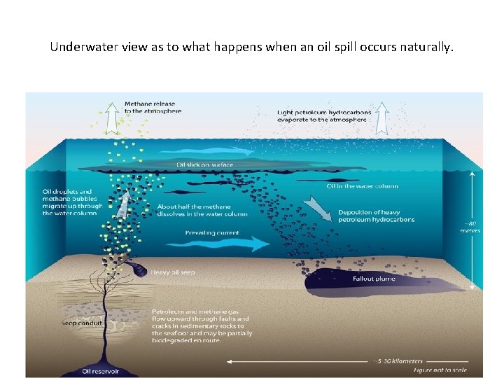 Underwater view as to what happens when an oil spill occurs naturally. 