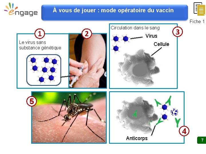 À vous de jouer : mode opératoire du vaccin Fiche 1 1 2 Circulation