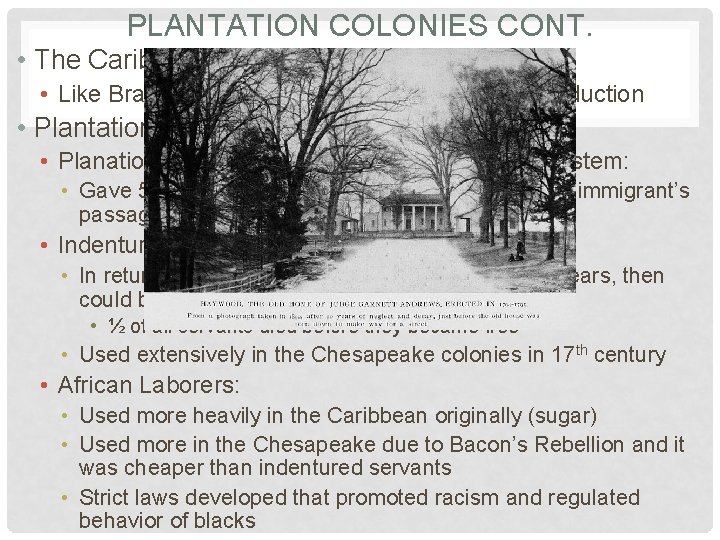 PLANTATION COLONIES CONT. • The Caribbean Islands: • Like Brazil, these colonies focused on
