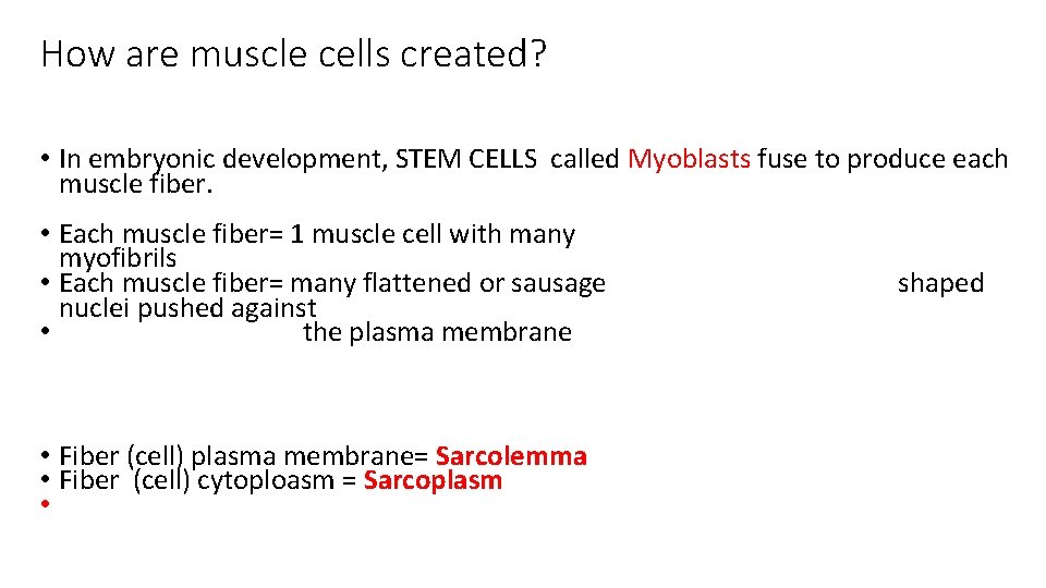 How are muscle cells created? • In embryonic development, STEM CELLS called Myoblasts fuse