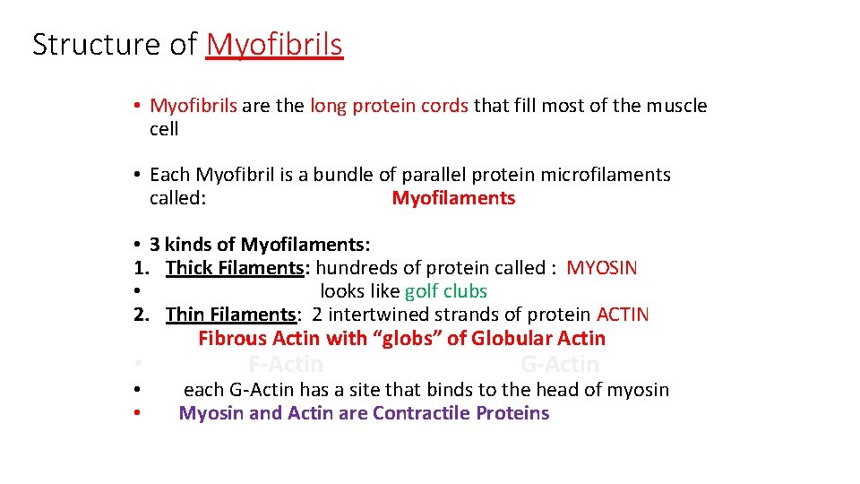 Structure of Myofibrils • Myofibrils are the long protein cords that fill most of