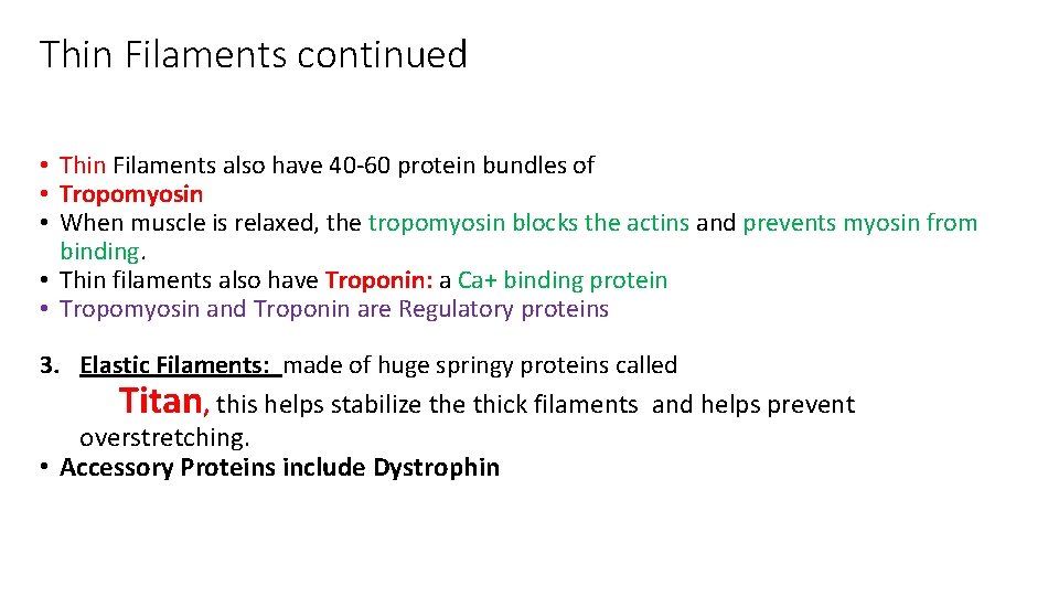 Thin Filaments continued • Thin Filaments also have 40 -60 protein bundles of •