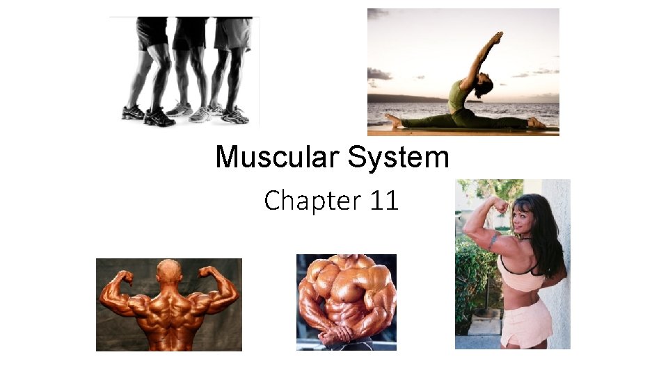 Muscular System Chapter 11 
