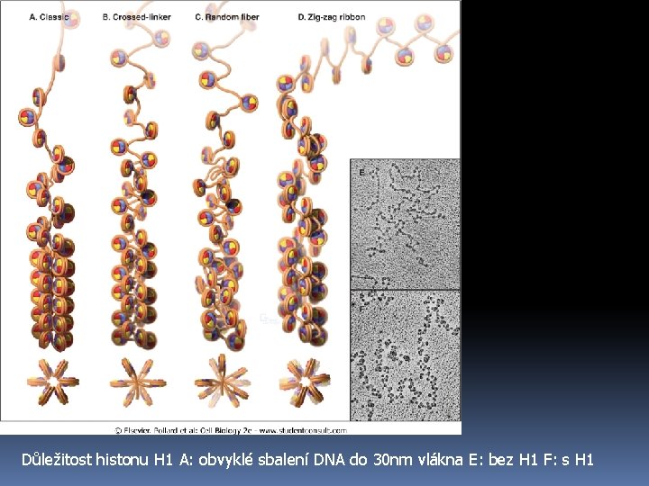 Důležitost histonu H 1 A: obvyklé sbalení DNA do 30 nm vlákna E: bez