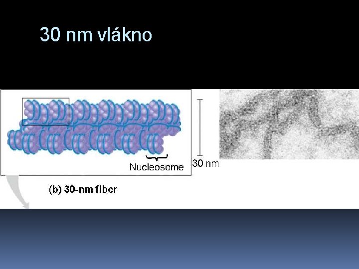 30 nm vlákno 