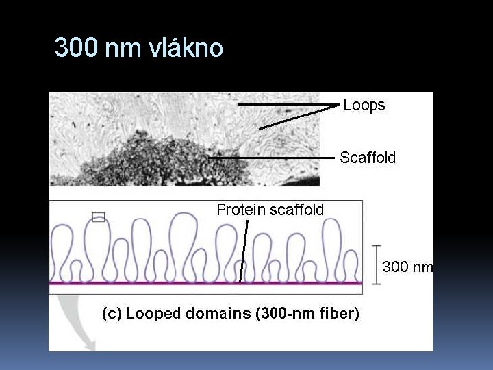 300 nm vlákno 