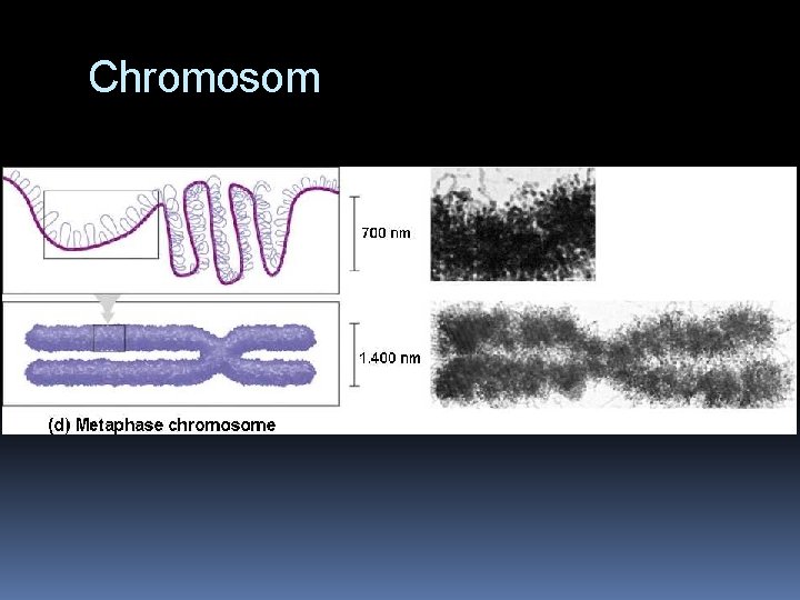 Chromosom 