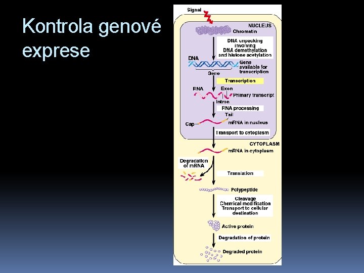 Kontrola genové exprese 