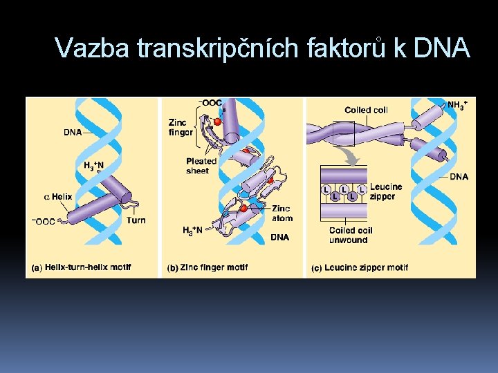 Vazba transkripčních faktorů k DNA 