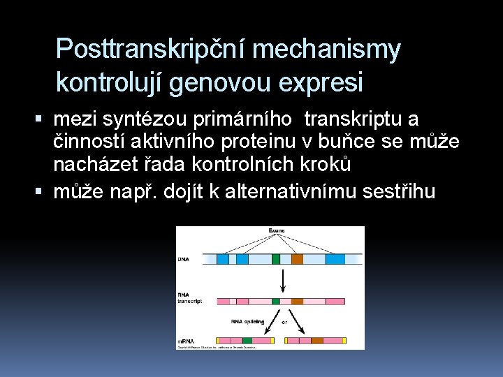Posttranskripční mechanismy kontrolují genovou expresi mezi syntézou primárního transkriptu a činností aktivního proteinu v