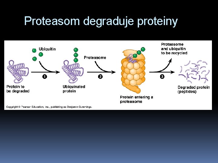 Proteasom degraduje proteiny 