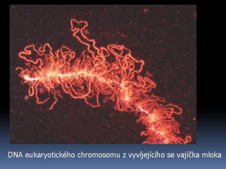 DNA eukaryotického chromosomu z vyvíjejícího se vajíčka mloka 